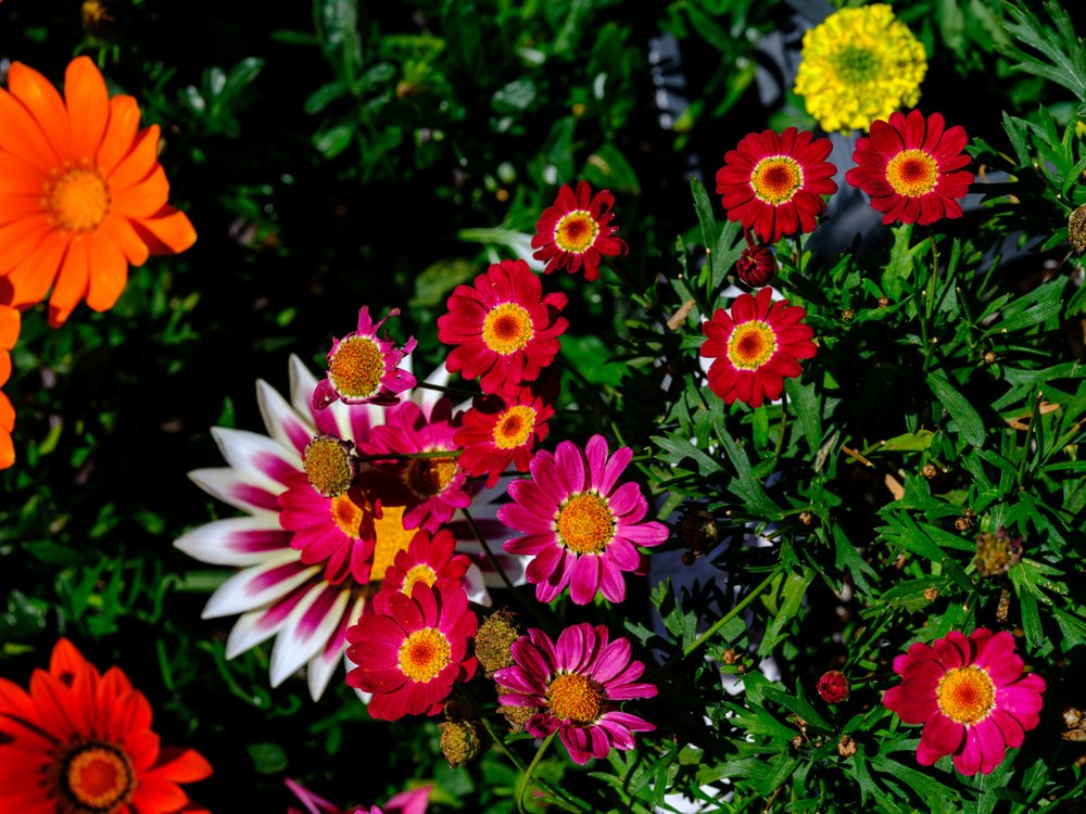 Vibrant Garden Flowers