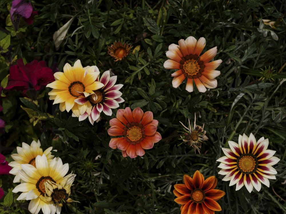 Vibrant Garden Blooms