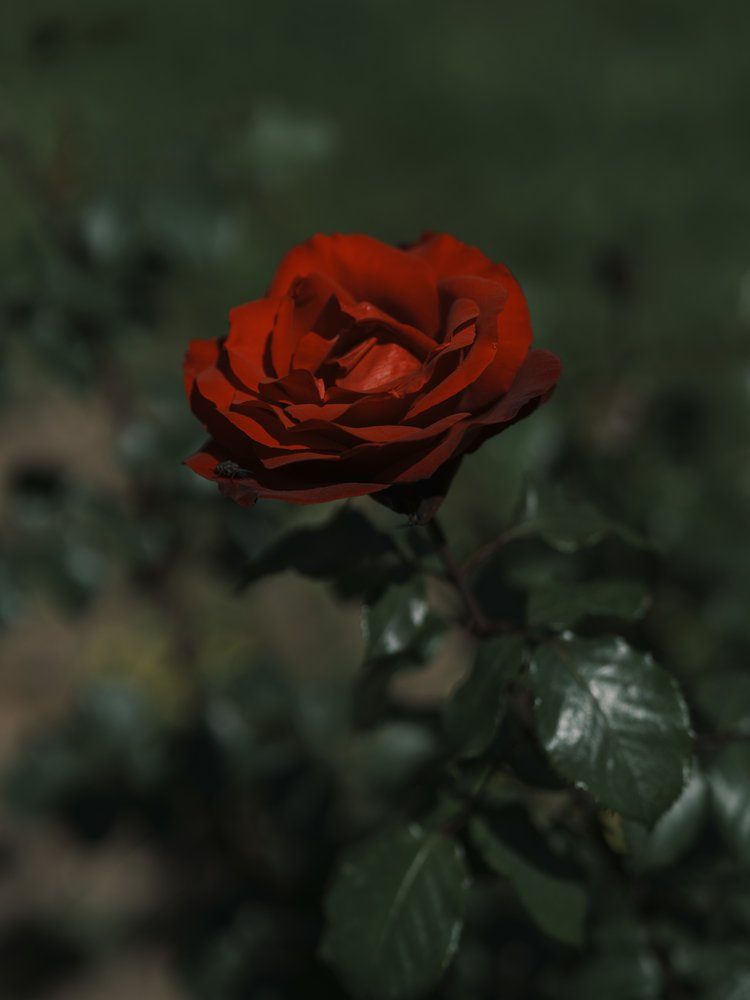 Velvet Red Rose