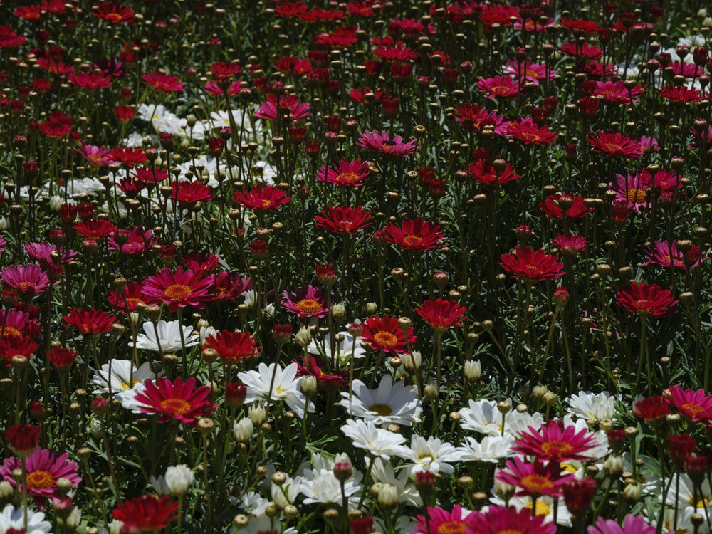 Vibrant Daisy Field
