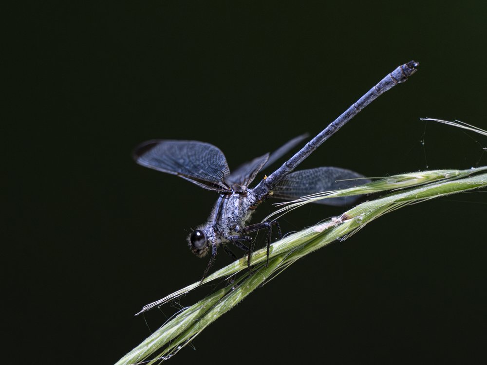 Blue Dragonfly Perched