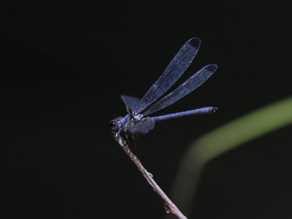 Elegant Blue Dragonfly