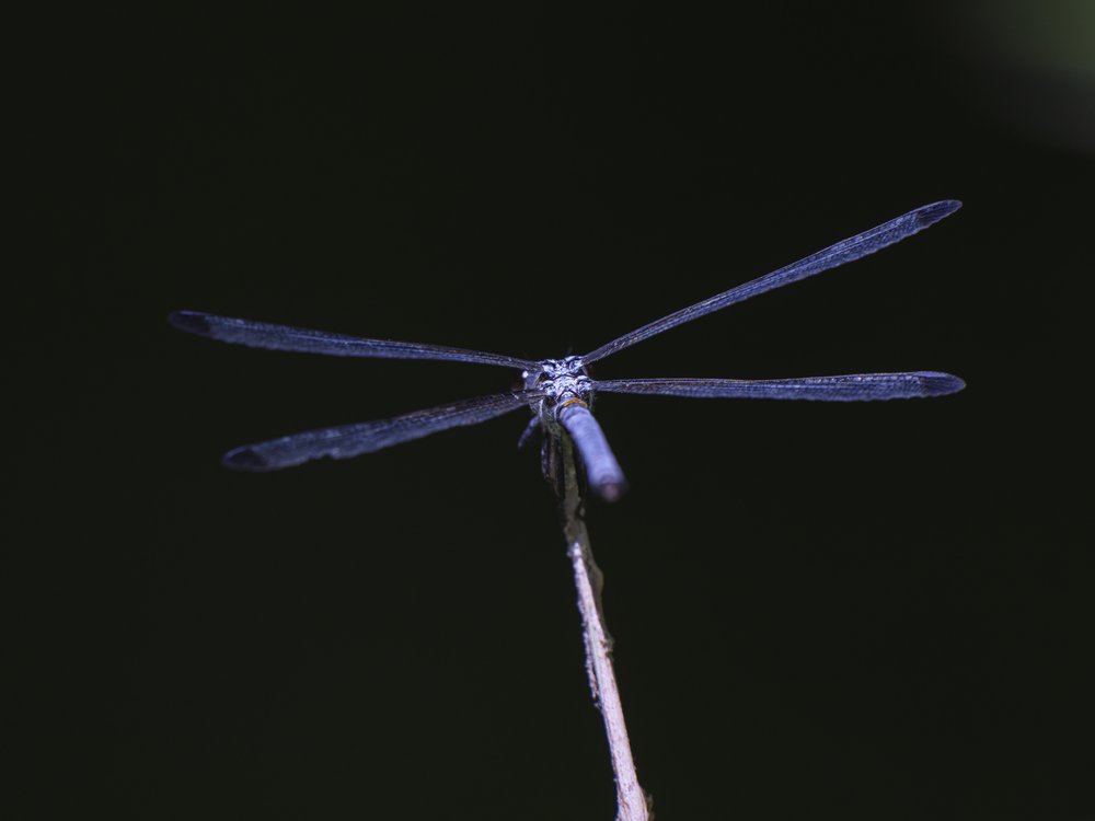 Blue Dragonfly Perched