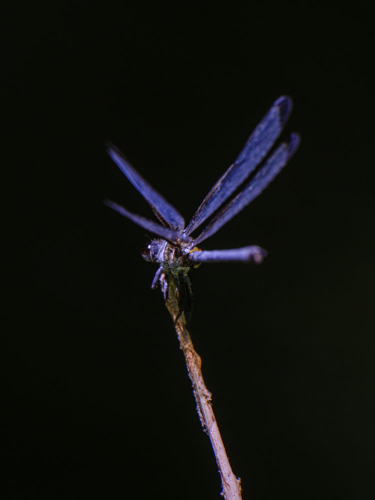 Perched Glowing Dragonfly