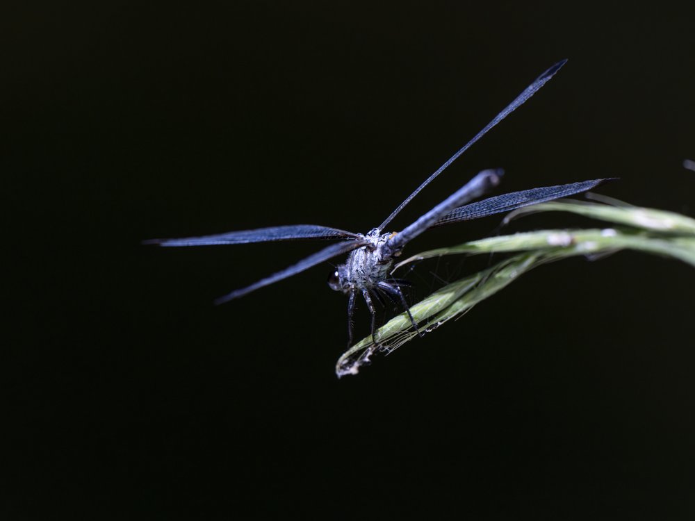 Delicate Dragonfly Perched