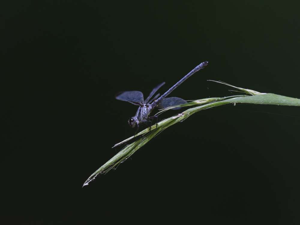 Dark Dragonfly Perched