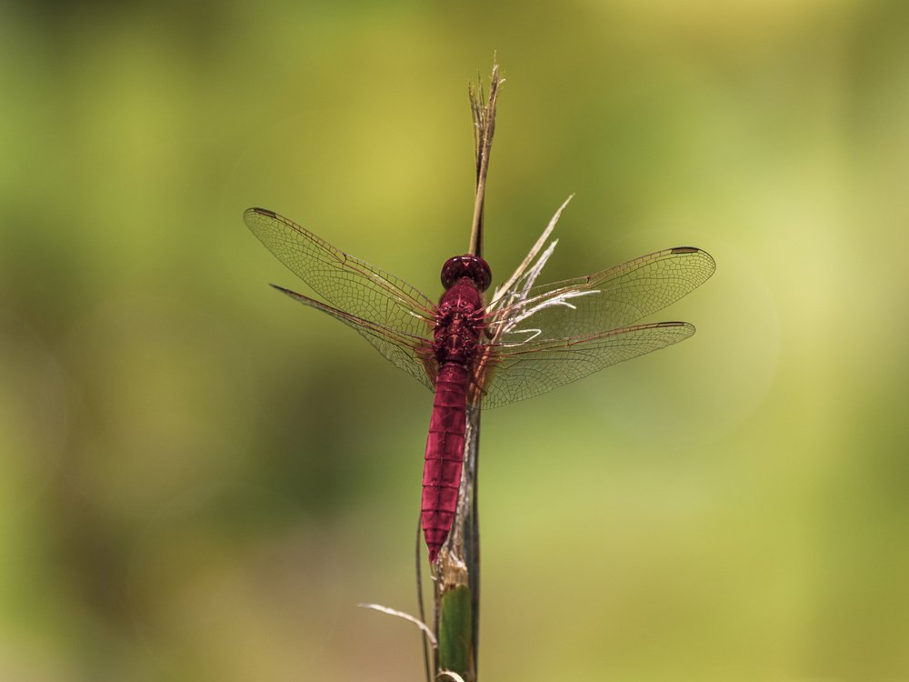 Vibrant Red Dragonfly