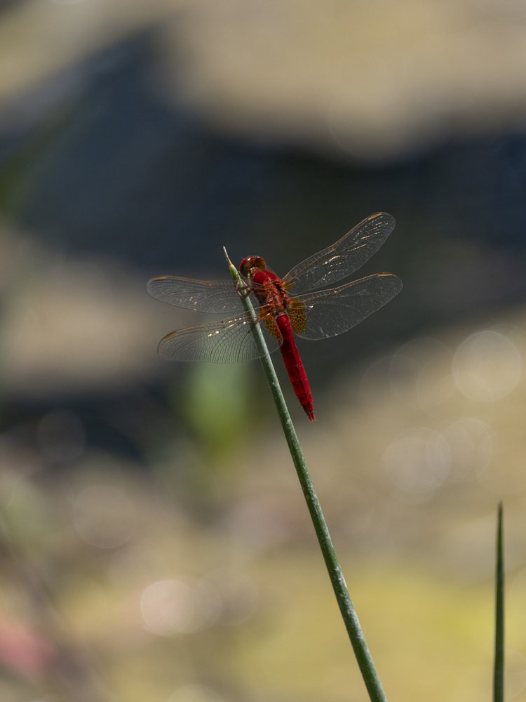 Crimson Dragonfly Perched