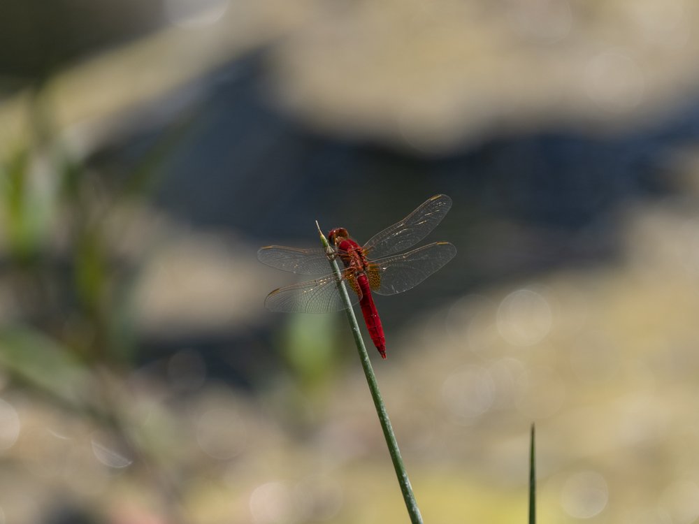 Red Dragonfly on Stem