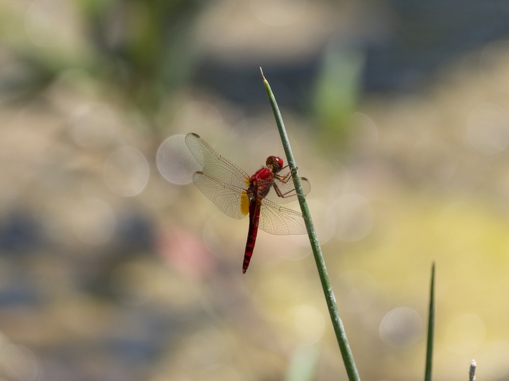 Red Dragonfly Perched