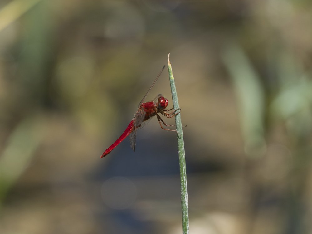 Vibrant Red Dragonfly