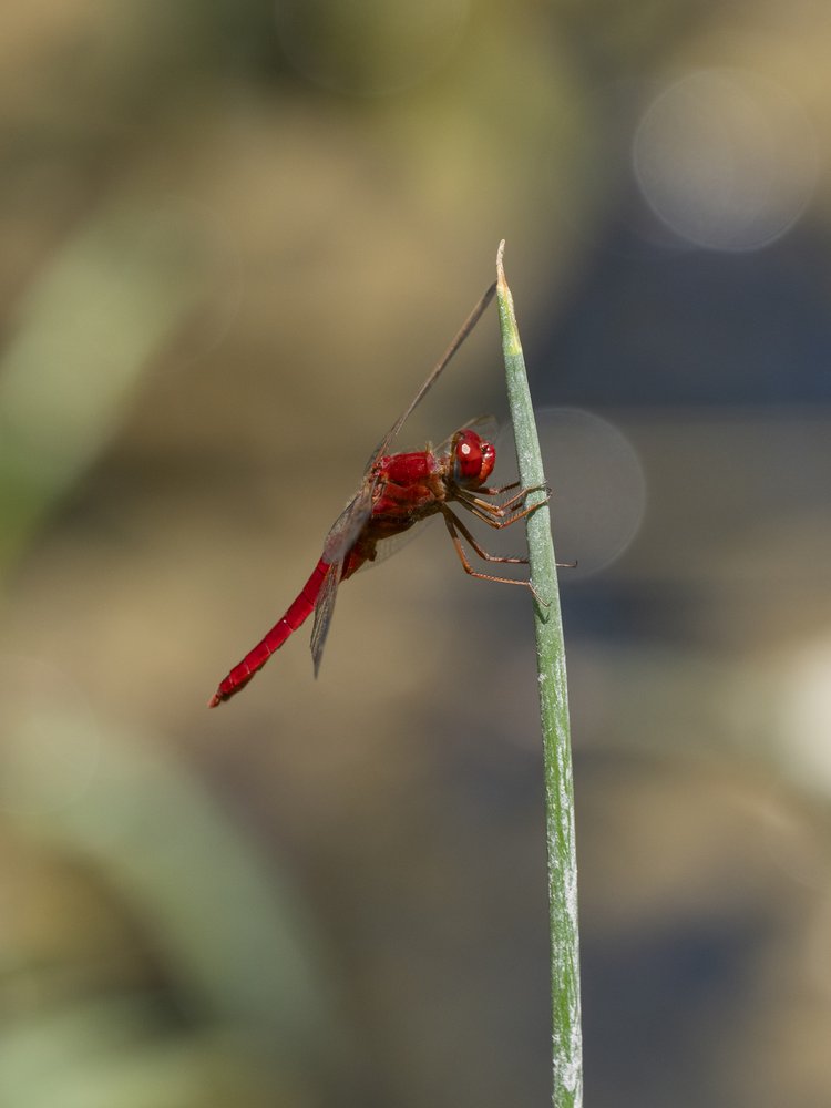 Vibrant Red Dragonfly