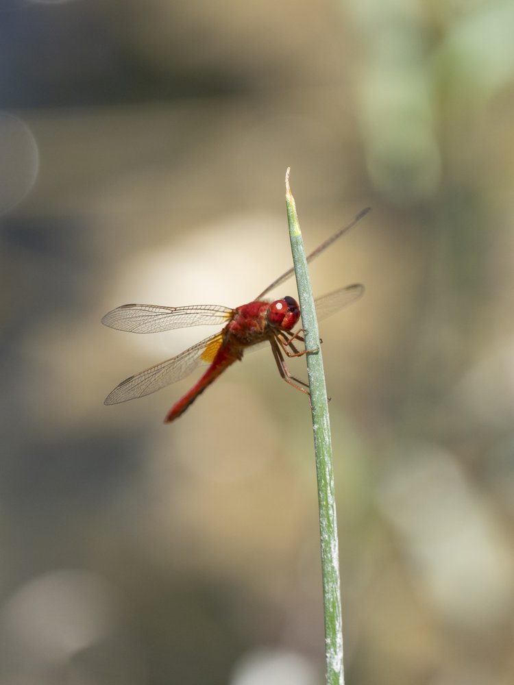 Vibrant Red Dragonfly