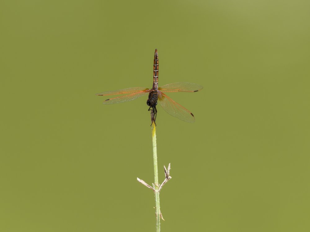 Delicate Dragonfly Nature