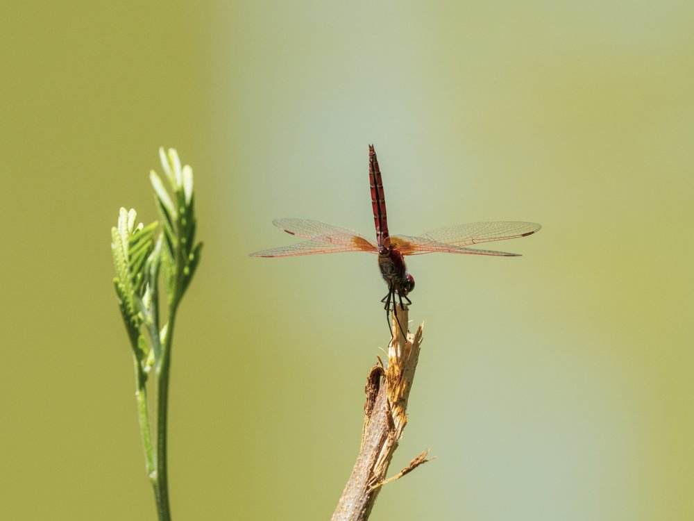 Resting Red Dragonfly
