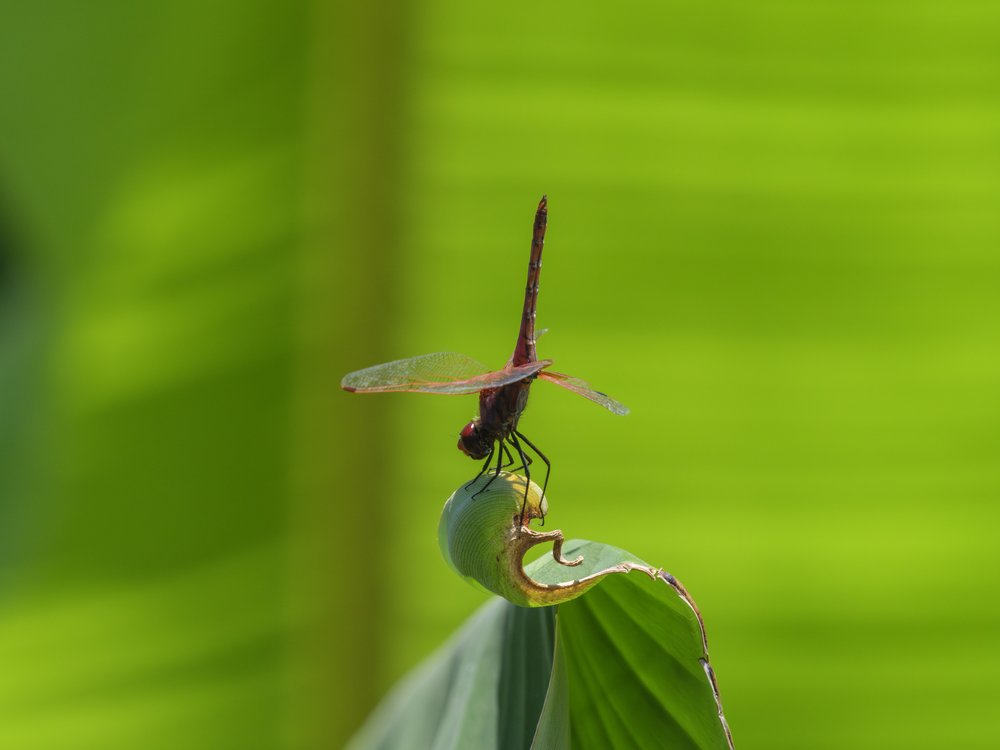 Vibrant Dragonfly Perch