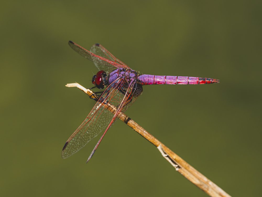 Red Dragonfly