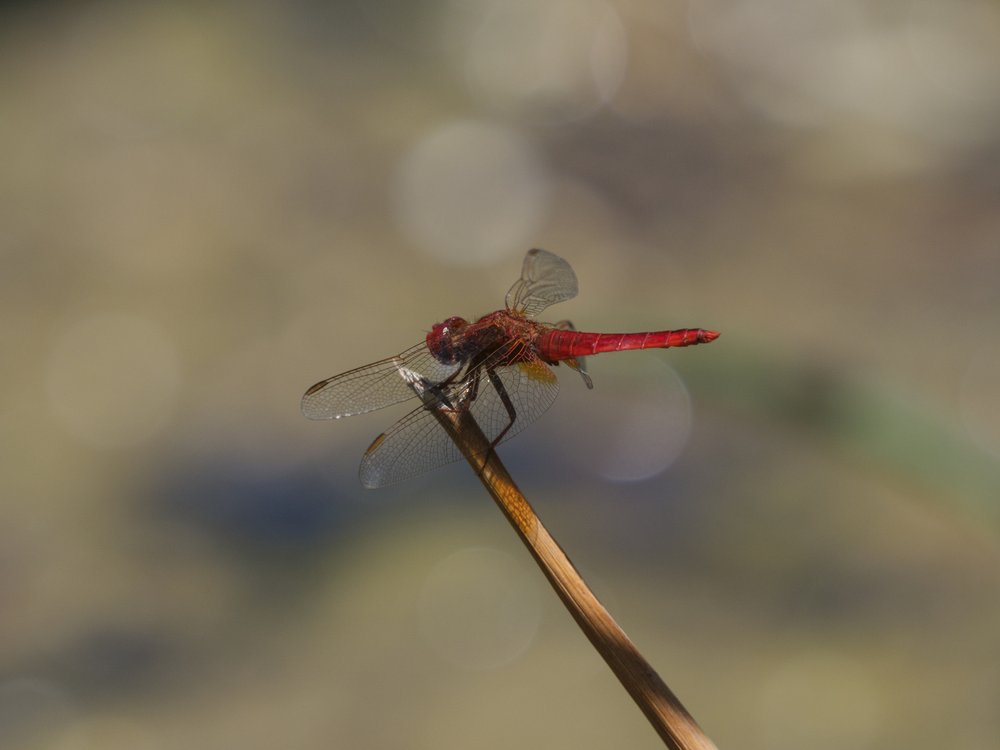 Crimson Dragonfly Perched