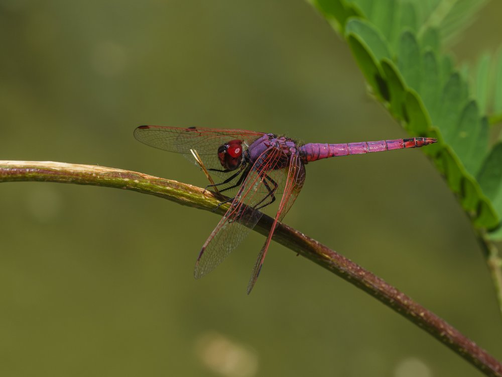 Vibrant Purple Dragonfly