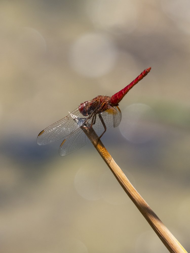 Vibrant Red Dragonfly