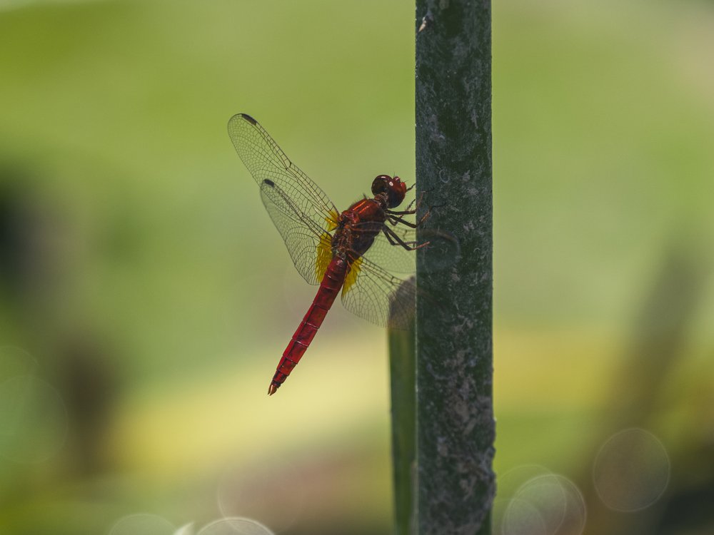 Vivid Red Dragonfly