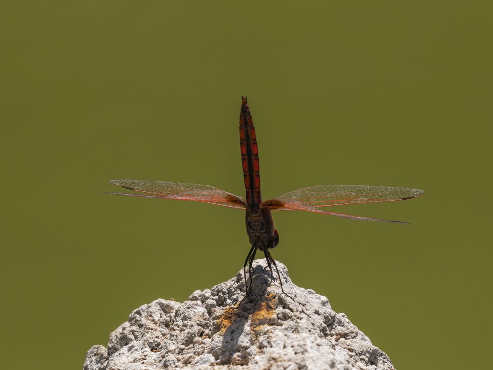 Red Dragonfly Perched