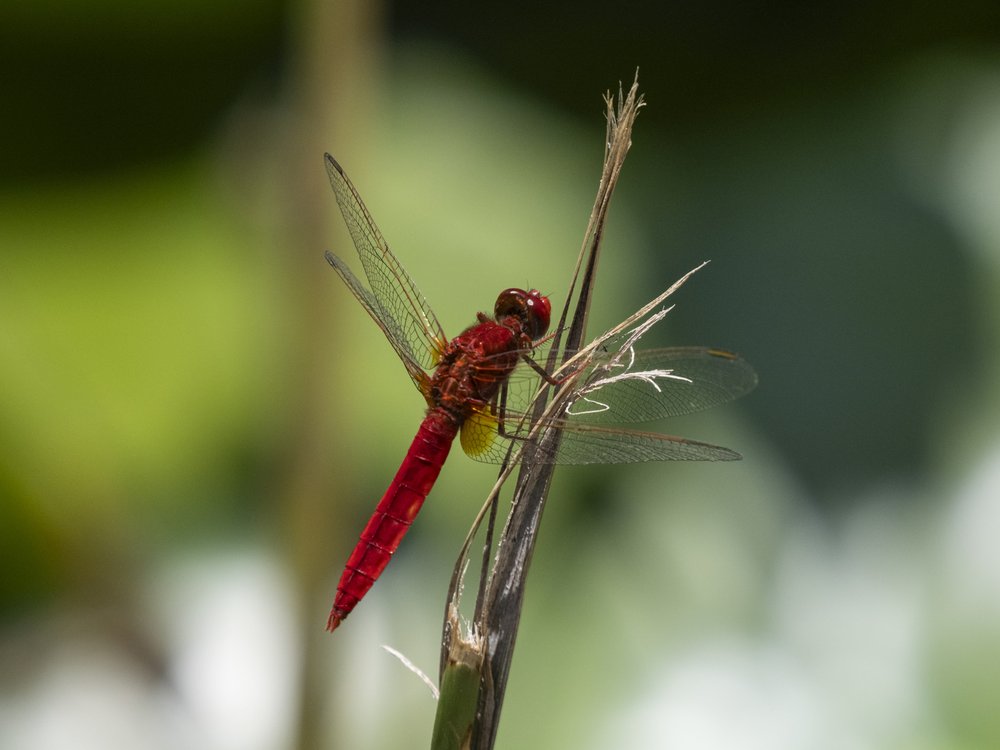 Vibrant Red Dragonfly