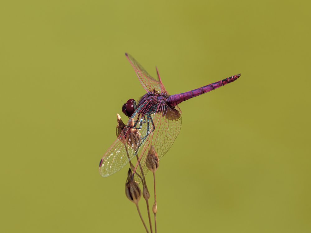 Vibrant Purple Dragonfly