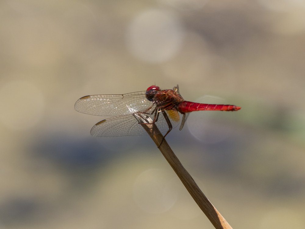 Red Dragonfly Perched