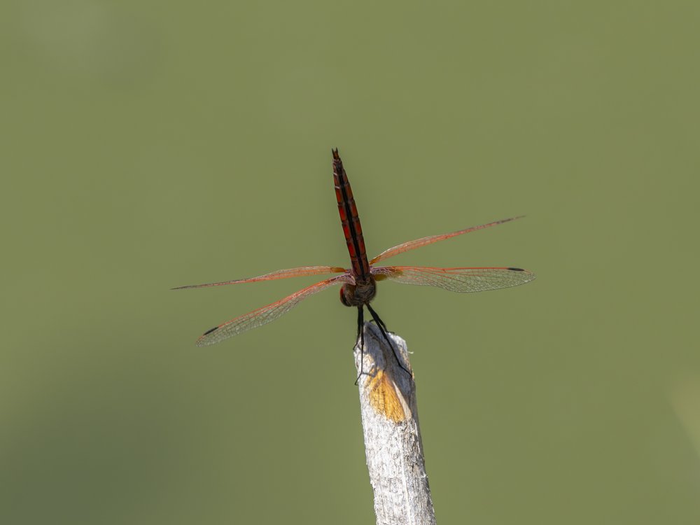 Red Dragonfly Perched