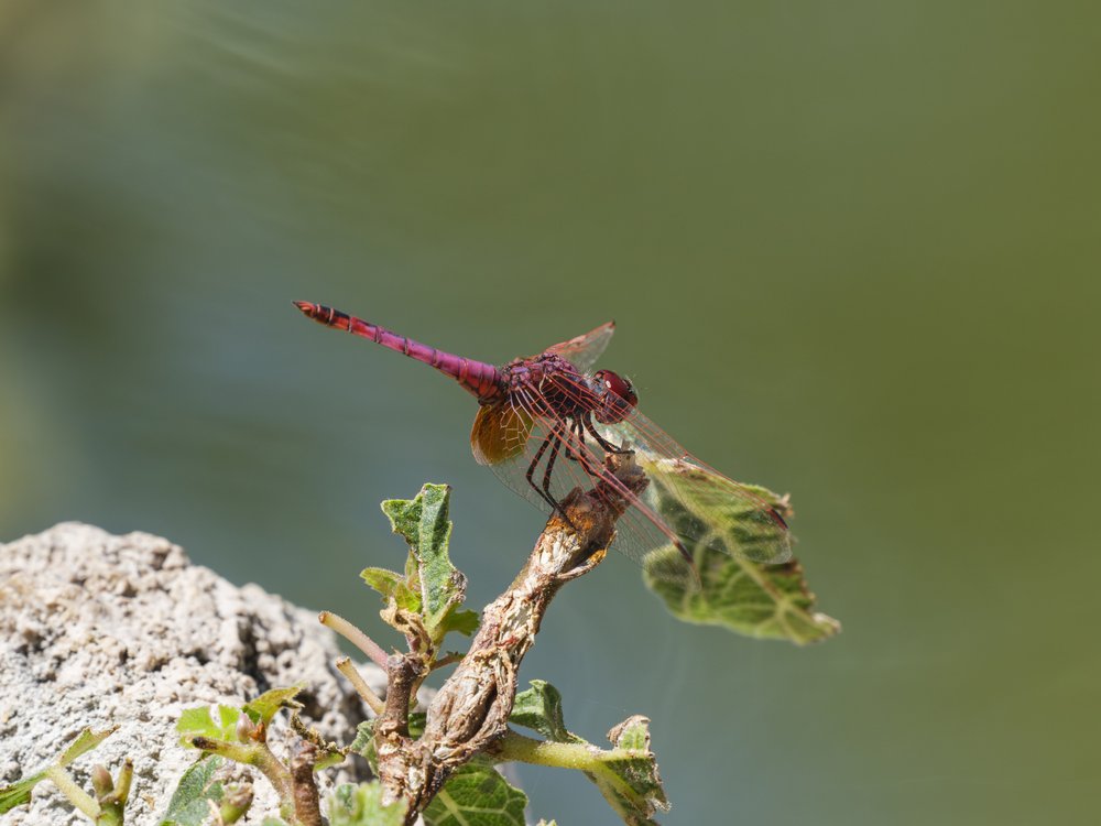 Vibrant Purple Dragonfly