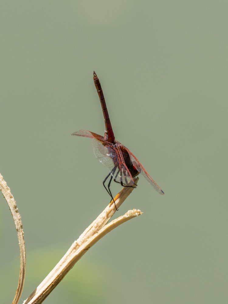 Red Dragonfly Stands Tall