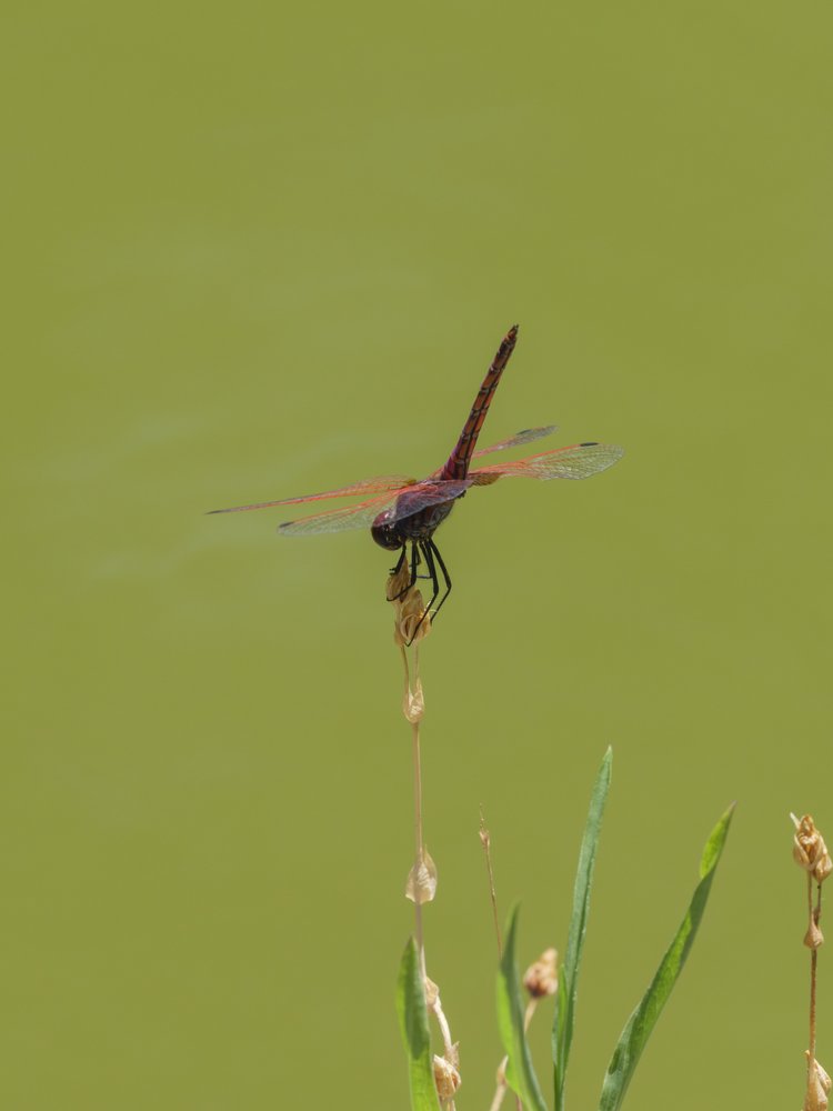 Graceful Red Dragonfly