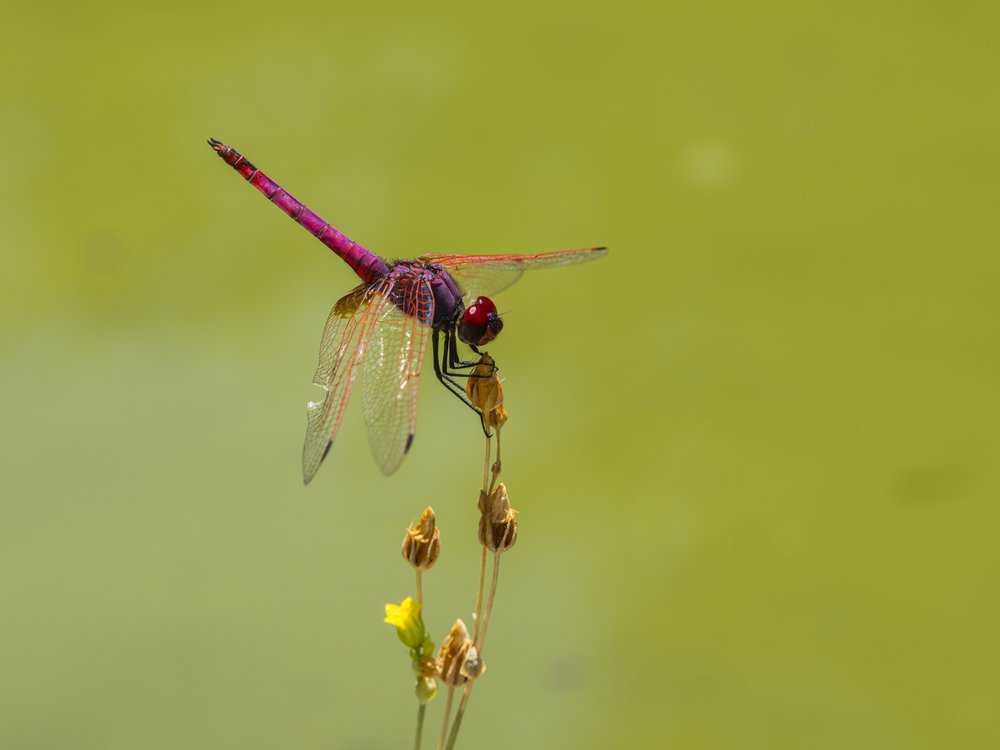 Ruby Dragonfly Perched