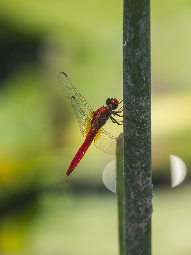 Red Dragonfly Perched