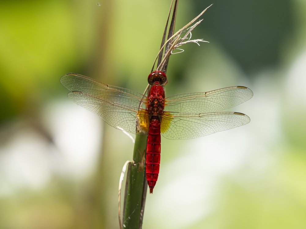 Vibrant Red Dragonfly