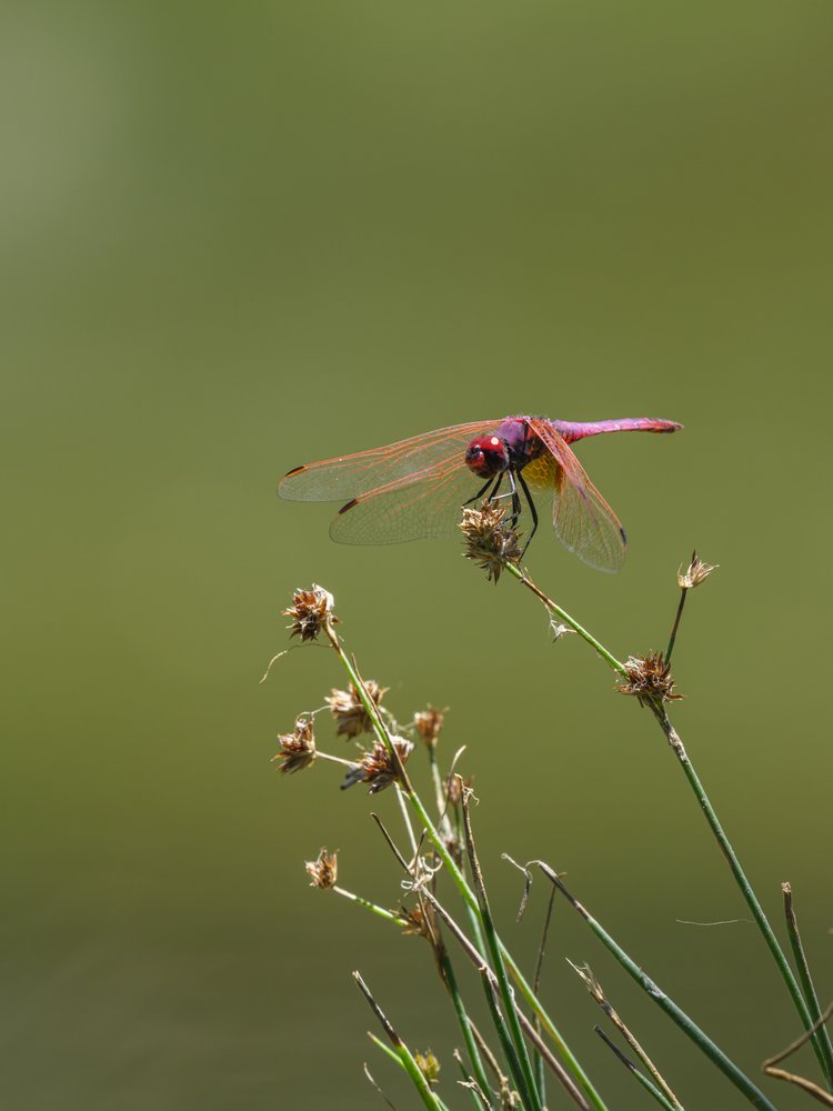 Vibrant Pink Dragonfly