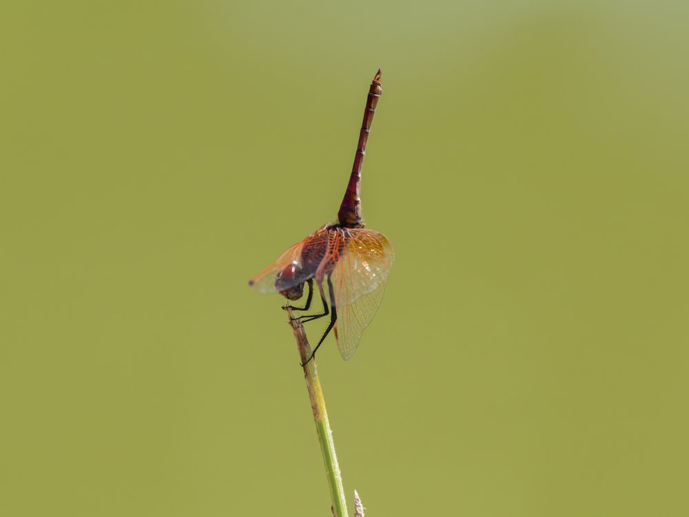 Stilt-Legged Dragonfly