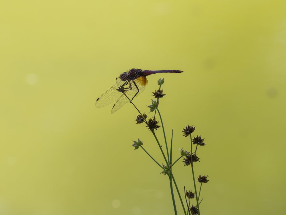 Summer Dragonfly Perch