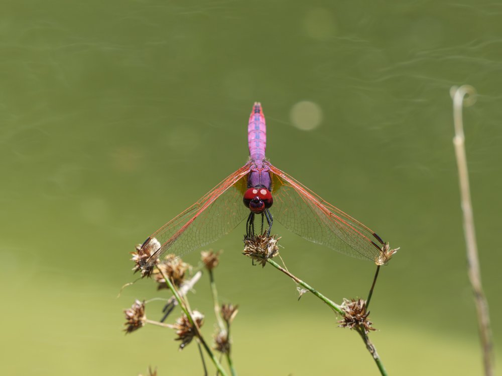 Purple Dragonfly Perched