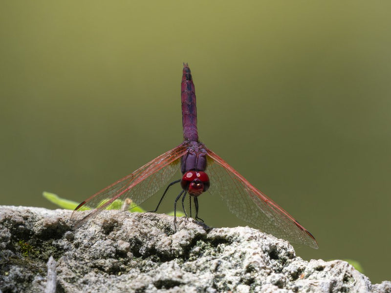 Crimson Dragonfly Perched
