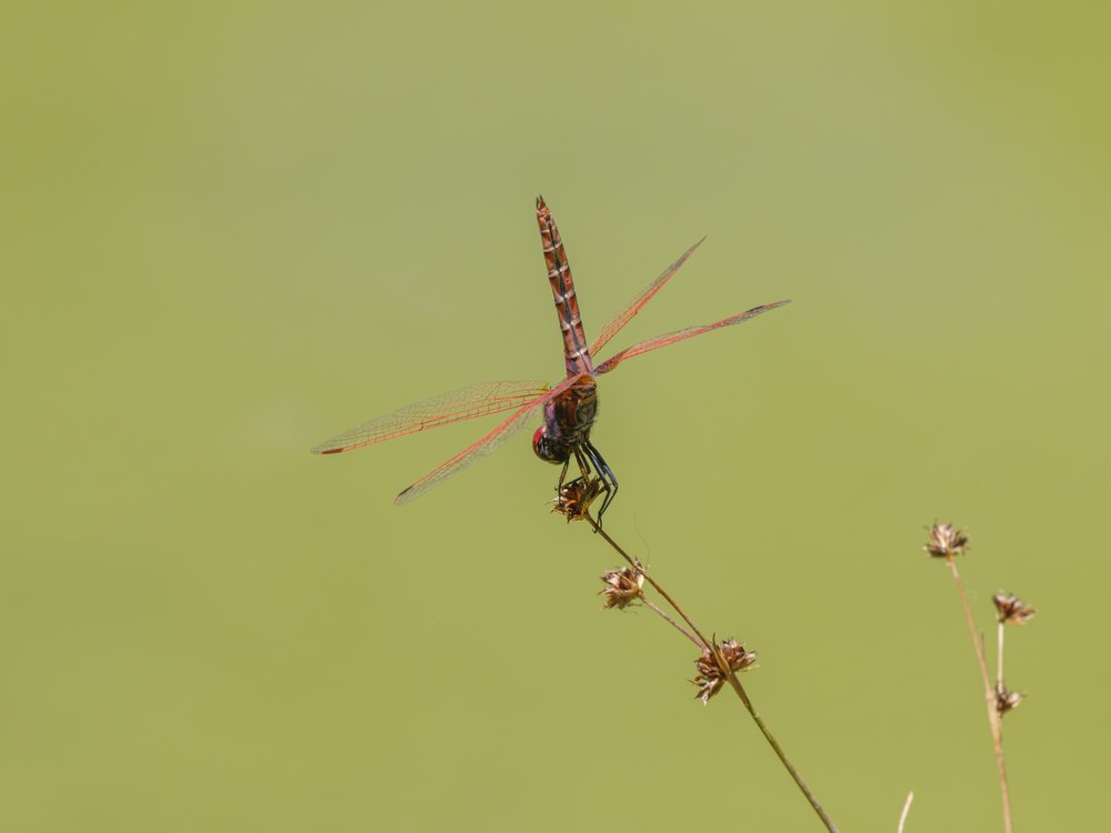 Vibrant Dragonfly Rest