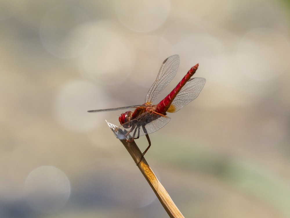 Vibrant Red Dragonfly