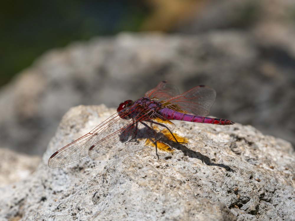 Vibrant Dragonfly Perched