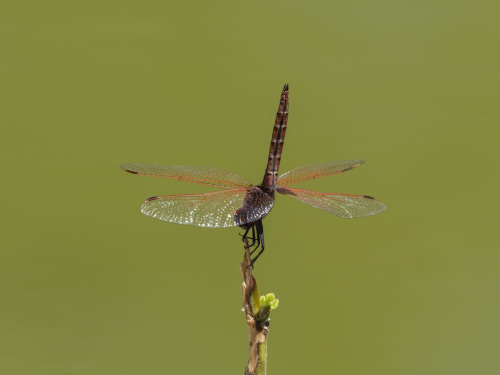 Delicate Dragonfly Green