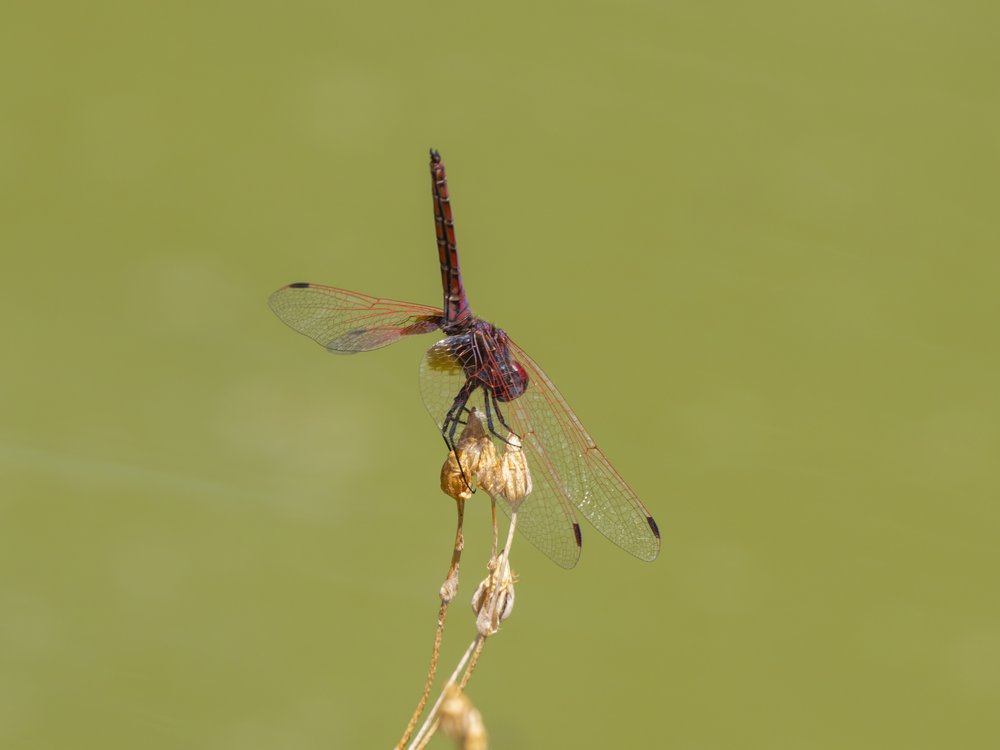 Red Dragonfly Perched