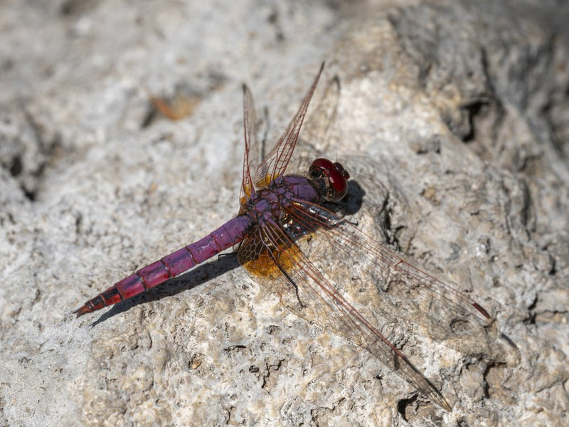 Vibrant Purple Dragonfly