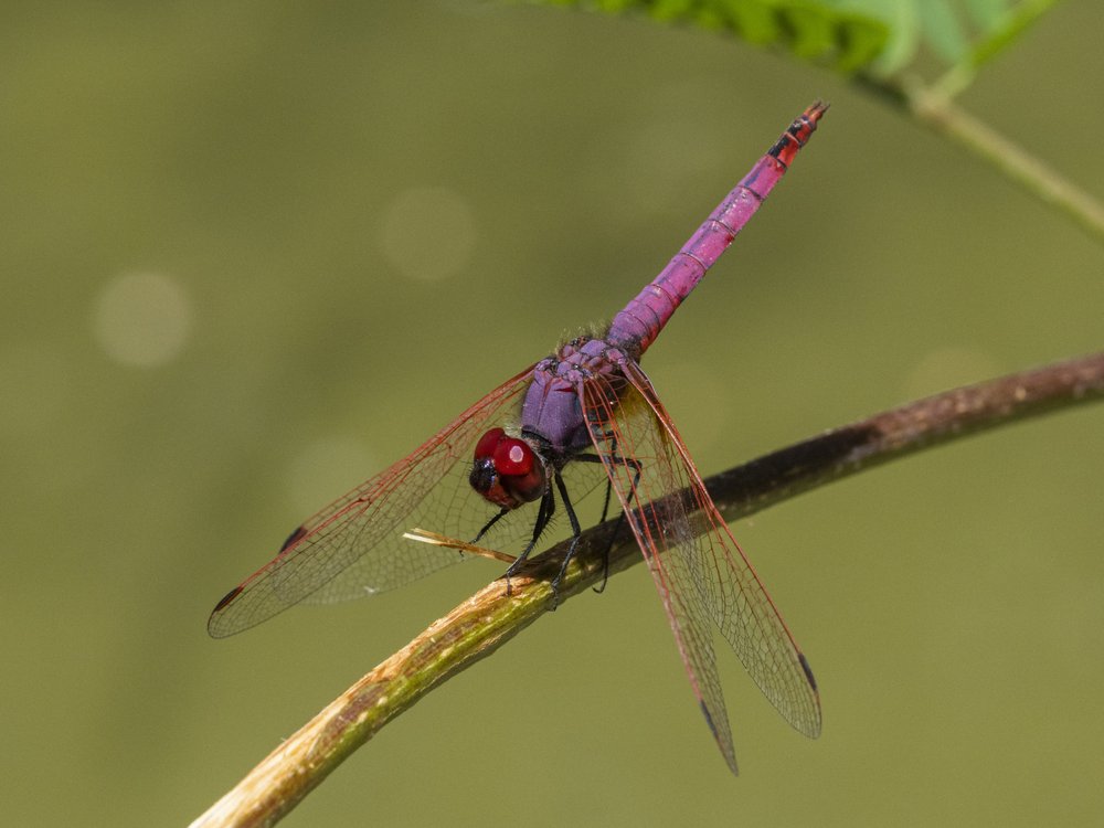 Vibrant Purple Dragonfly
