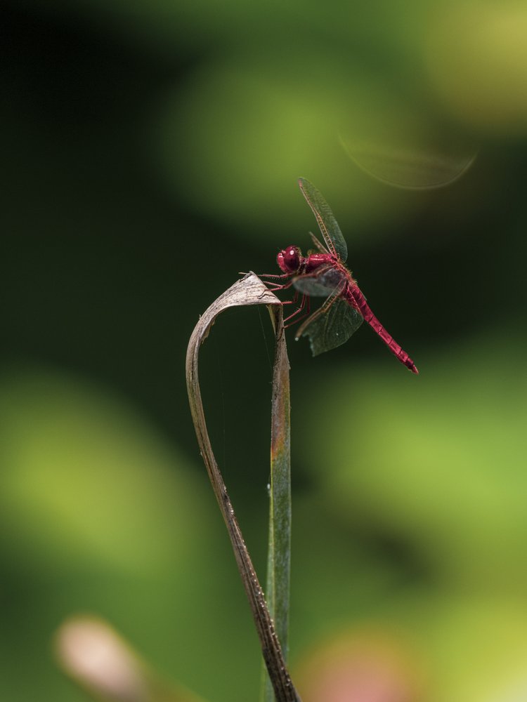 Vibrant Red Dragonfly