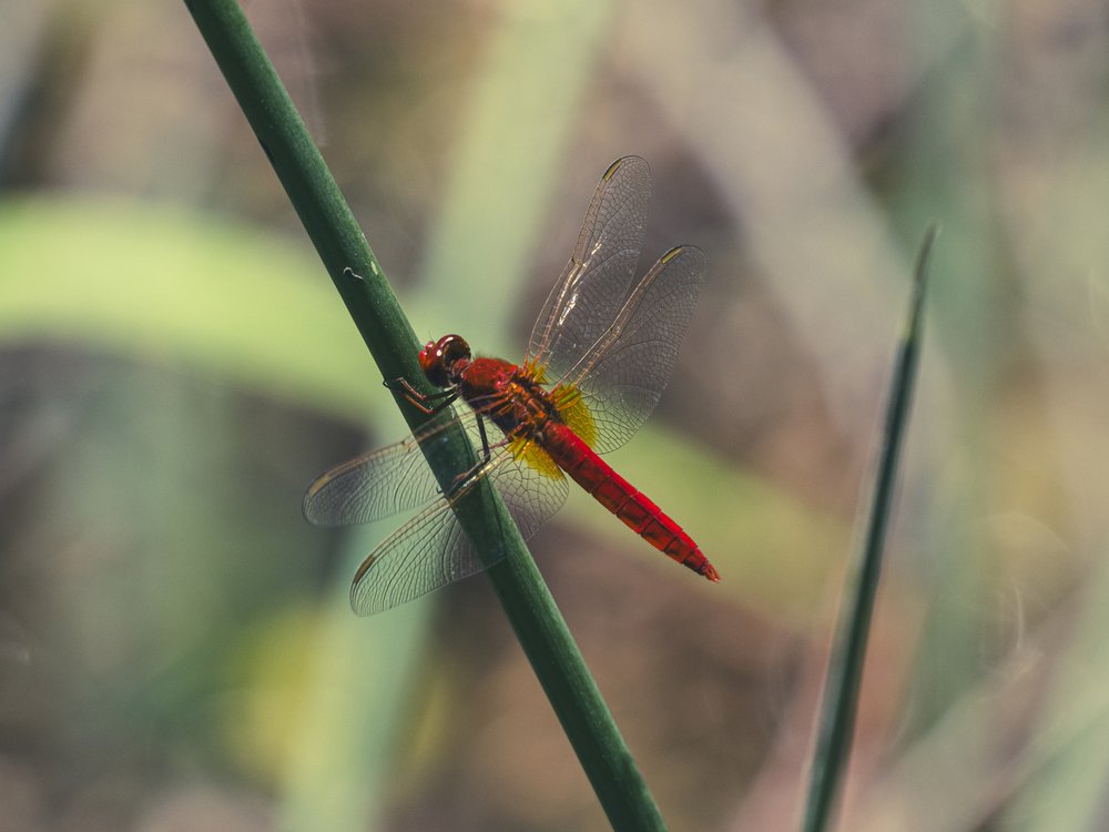 Vivid Red Dragonfly